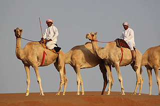 Im Oman sitzt man hinter dem Höcker auf dem Kamel. Die Beine werden angezogen oder gestreckt. Der Sattel besteht nur aus einer Decke, Wahiba, Oman