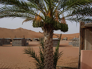 Dattelpalme, Wüstencamp, Sharqiya Sands, Oman