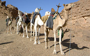 Wenn die Dromedare gesattelt sind, geht es los, Algerien