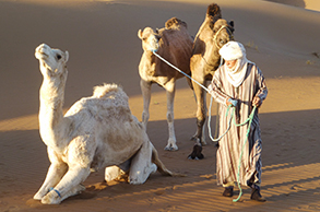 Ihre Karawane wird von Berbern begleitet; nur noch wenige von ihnen leben als Nomaden in der Wüste von Marokko