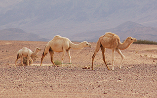 Dromedar, Wadi Rum, Jordanien