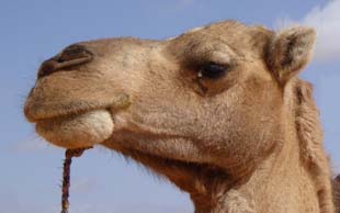 Kamel, Mauretanien