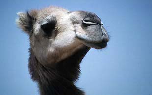 Junges Dromedar im Grand Erg Oriental, Dromedare gehören zur Familie der Kamele, Sahara, Tunesien