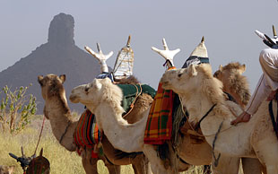 Bei der Méharée sind die Kamele so gut dressiert, dass problemlos frei geritten werden kann, Djanet, Algerien