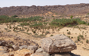 Oase mit Dattelpalmen, Mauretanien