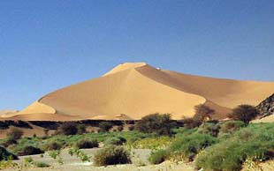 Düne mit Kamelweide, Adrar Ahnet, Algerien