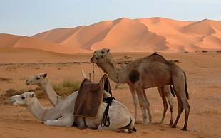 Dromedare und Dünen, Adrar Ahnet, Algerien