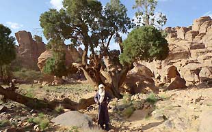 Die Sahara–Zypressen im Tal von Tamrit sind mehrere Tausen Jahre alt, es sind die weltweit letzten Exemplare ihrer Gattung, Tassili N'Ajjer, Algerien