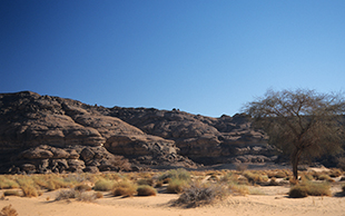Sandiger Oued (Trockenflusstal) mit Akazien und Grasbewuchs, Akakus-Massiv in Südlibyen