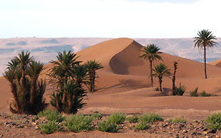 Dünen und Dattelpalmen im Vallée du Drâa