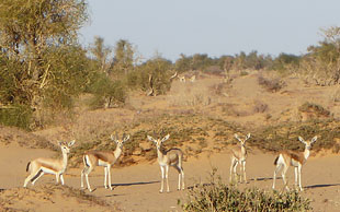 Gazellen im Naturschutzgebiet Wadi Achim, Tschad