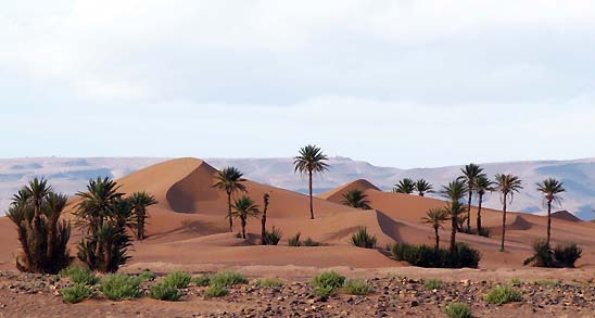 Dünen übersät von Palmen im Vallée du Drâa, Marokko
