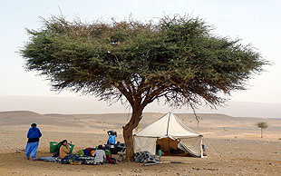 Lagerplatz unter einer Akazie, Vallée du Drâa, Marokko