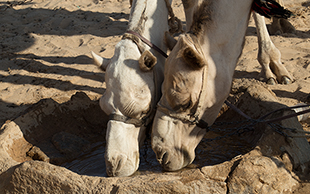 Dromedare, Bayuda Wüste, Sudan