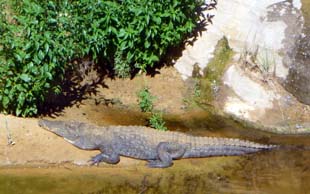 Krokodil beim Sonnenbad am Guelta von Archei, Tschad