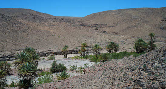 Flusstal mit Palmen bei Foum Chenna nordwestlich der Oase Zagora, Südmarokko