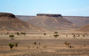 Hochebene mit Akazien im Djebel Bani