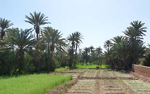 Getreidefelder in der Oase Tagonit im Grand Sud, Marokko