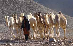 Am Rande des Tassili Immidir ist der Treffpunkt mit der Karawane, Algerien