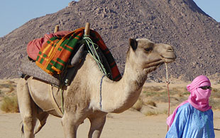 Kamelreiten in Algerien, Packsattel