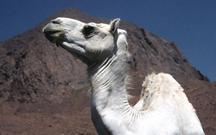Das Mehari ist ein von den Tuareg speziell zum Reiten gezüchtetes hochbeiniges Dromedar, Algerien