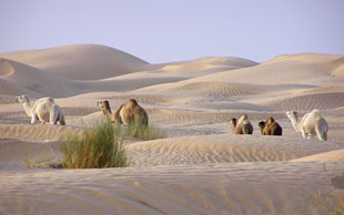 Abendstimmung im Dünenmeer, Grand Erg Oriental, Tunesien