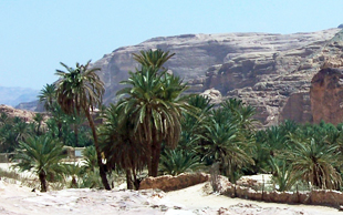 Die Karawane macht Rast im Schatten von Dattelpalmen. Das intensive Grün leuchtet schon von Weitem. Oase Ain Khudra, Nageb Tour, Sinai