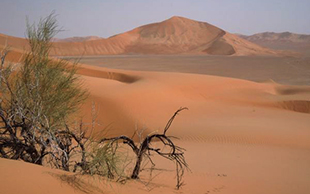 Eine Tamariske, ein seltener Anblick im Leeren Viertel, Oman