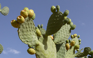 Feigenkaktus, Oued Tangarfa, Marokko