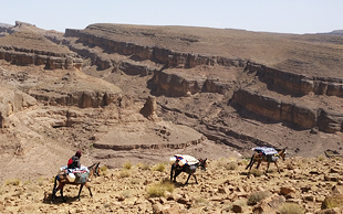 Die Maultier-Karawane zieht der Abbruchkante eines Canyons entlang, Djebel Saghro, Marokko