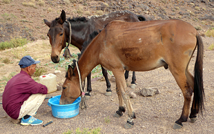 Die Maultiere bekommen täglich Gerste und Wasser, Djebel Saghro, Marokko