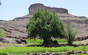 Leuchtend hebt sich das Grün der Felder vom Grau der Berge ab, Djebel Saghro, Marokko
