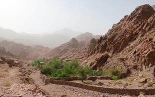 Ein Garten mit Obst und Gemüse von Beduinen angelegt, Sinai