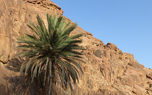Palme bei einer Wasserstelle im Hochgebirge, Sinai