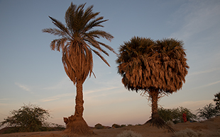 Doumpalmen, Wadi Abu Dom Bayuda, Sudan