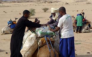 Die Dromedare werden bepackt, Algerien