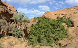 Oase, Tassili N'Ajjer, Algerien