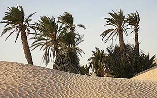 Kleiner Palmenhain gelegen in den sanft wogenden Dünen des Grand Erg Oriental , Tunesien