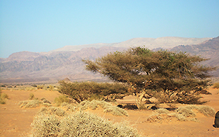 Akazien in einem sandigen Tal, Wadi Rum, Jordanien