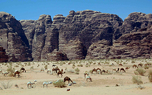 Weidende Kamelherde, Wadi Rum, Jordanien