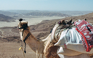 Blick über ein breites sandiges Wadi und einige Bergketten, Whithe Mountains, Sinai